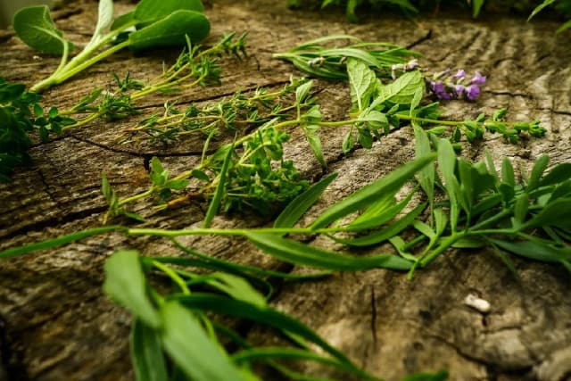 Oregano czy bazylia do spaghetti – które zioło lepsze dla smaku? Oregano czy bazylia do spaghetti – które zioło lepsze dla smaku?