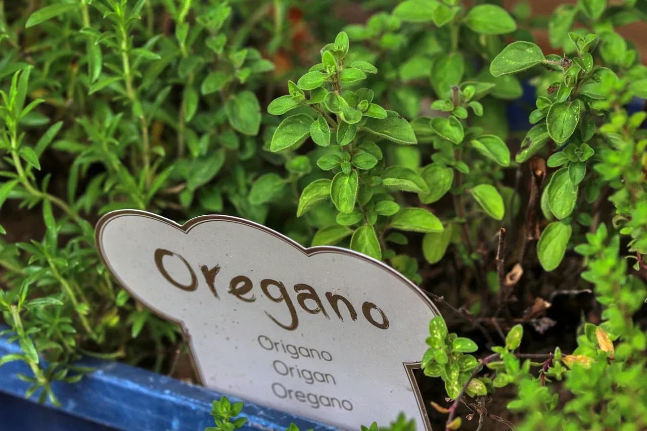 Dzikie oregano na co? Odkryj jego niezwykłe właściwości zdrowotne Dzikie oregano na co? Odkryj jego niezwykłe właściwości zdrowotne