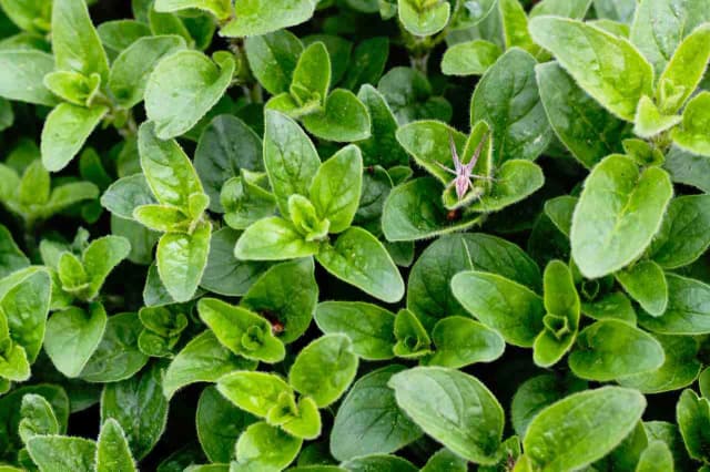 Oregano kiedy zbierać – poznaj najlepszy czas na zbiór aromatycznych liści Oregano kiedy zbierać – poznaj najlepszy czas na zbiór aromatycznych liści